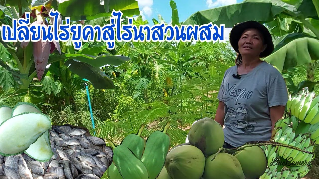 เปลี่ยนไร่ยูคาเป็นสวนไร่นาสวนผสมได้แบบลงตัว#เกษตรอินทรีย์