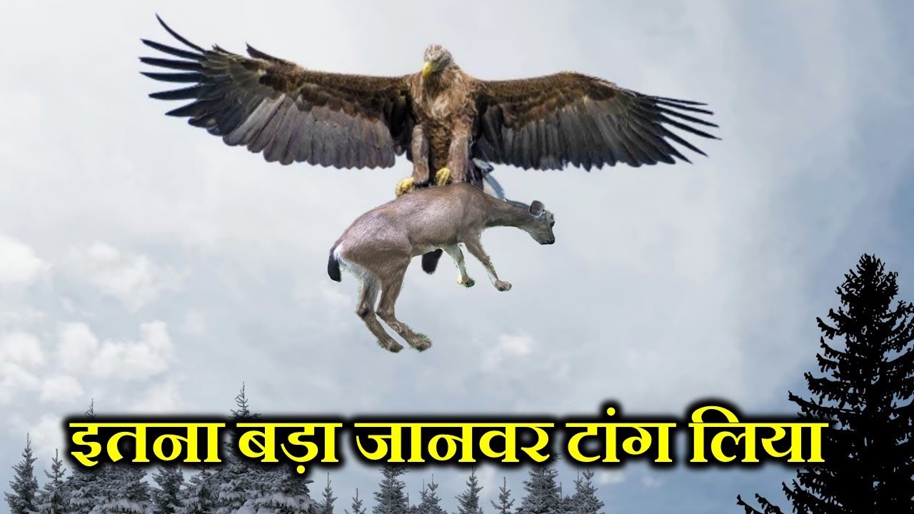 GOLDEN EAGLE का हमला इतना खतरनाक क्यों होता है ? WHY IS THE ATTACK OF GOLDEN EAGLE SO DANGEROUS ?