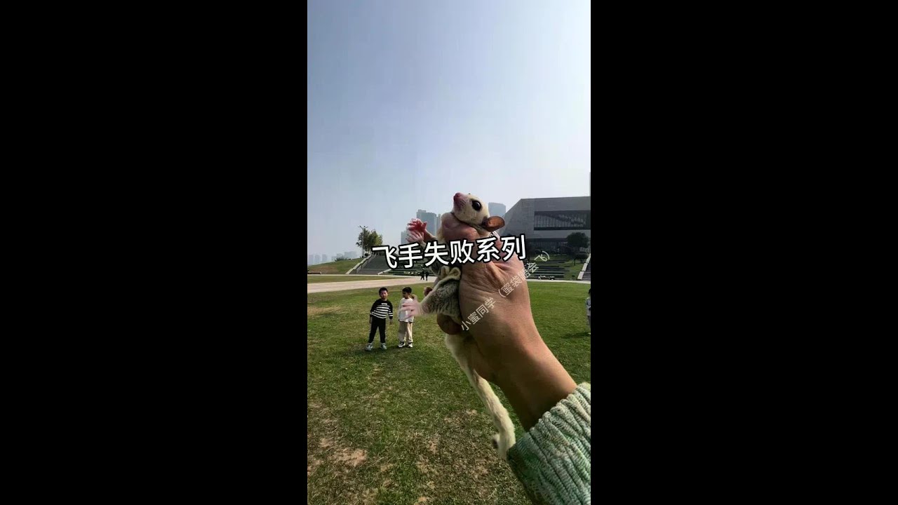 The Flying Hand Failed...! #Sugar Glider #Training Of Revolving Flying Hand #Little Flying Squirrel