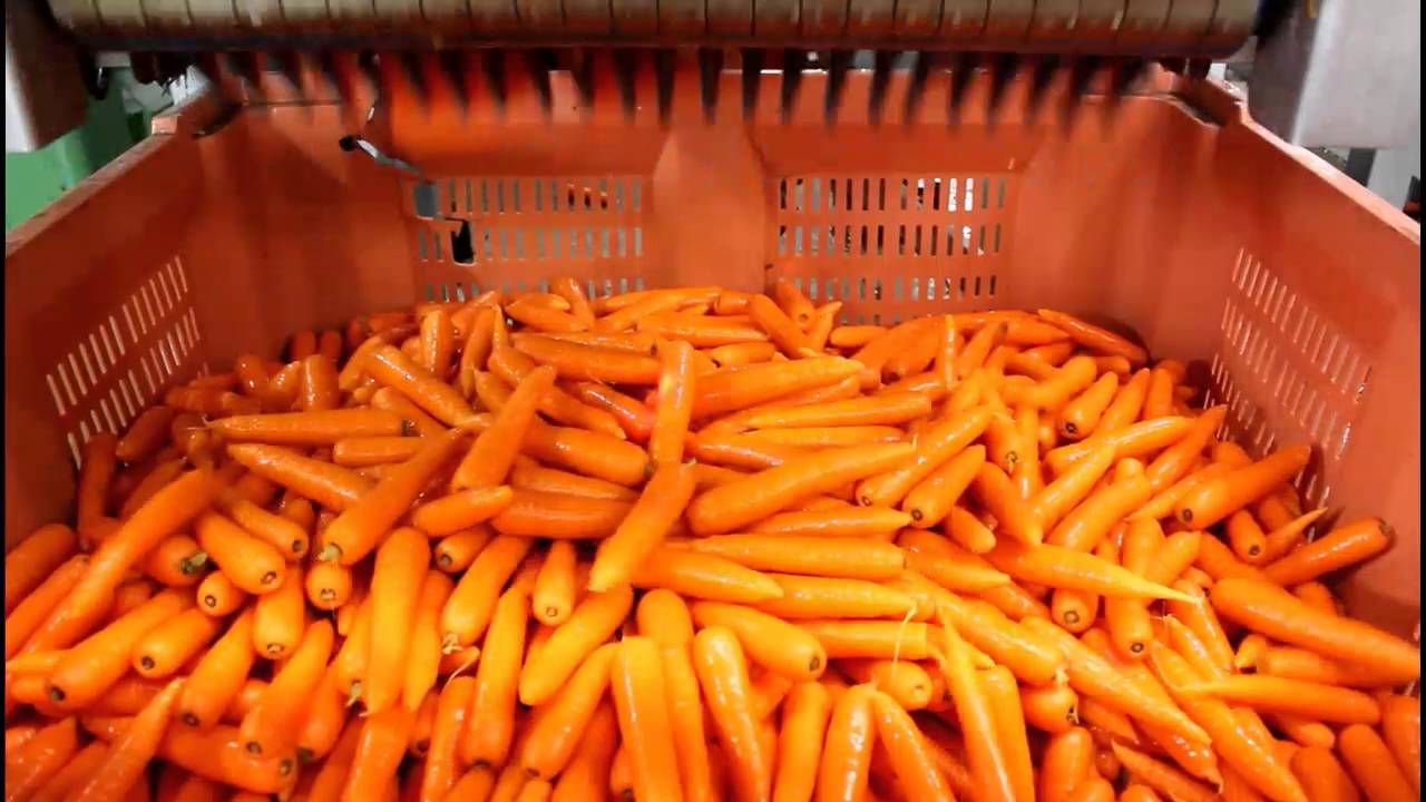 Western Australian Carrots - from paddock to you