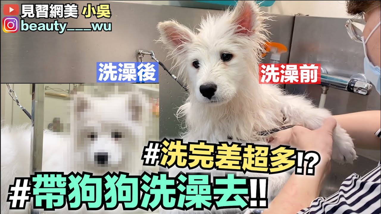 【小吳 】超萌～帶狗狗洗澡去！一碰水直接認不出來？！到底會變怎樣呢(ft.Pumpkin南瓜)