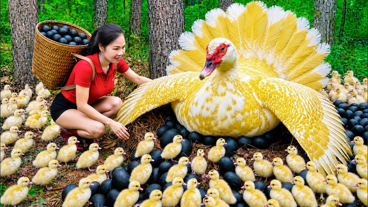 [TIMELAPSE] - Harvesting Many Wild Ducks, Giant Black Eggs in the Forest for Countryside Market Sale