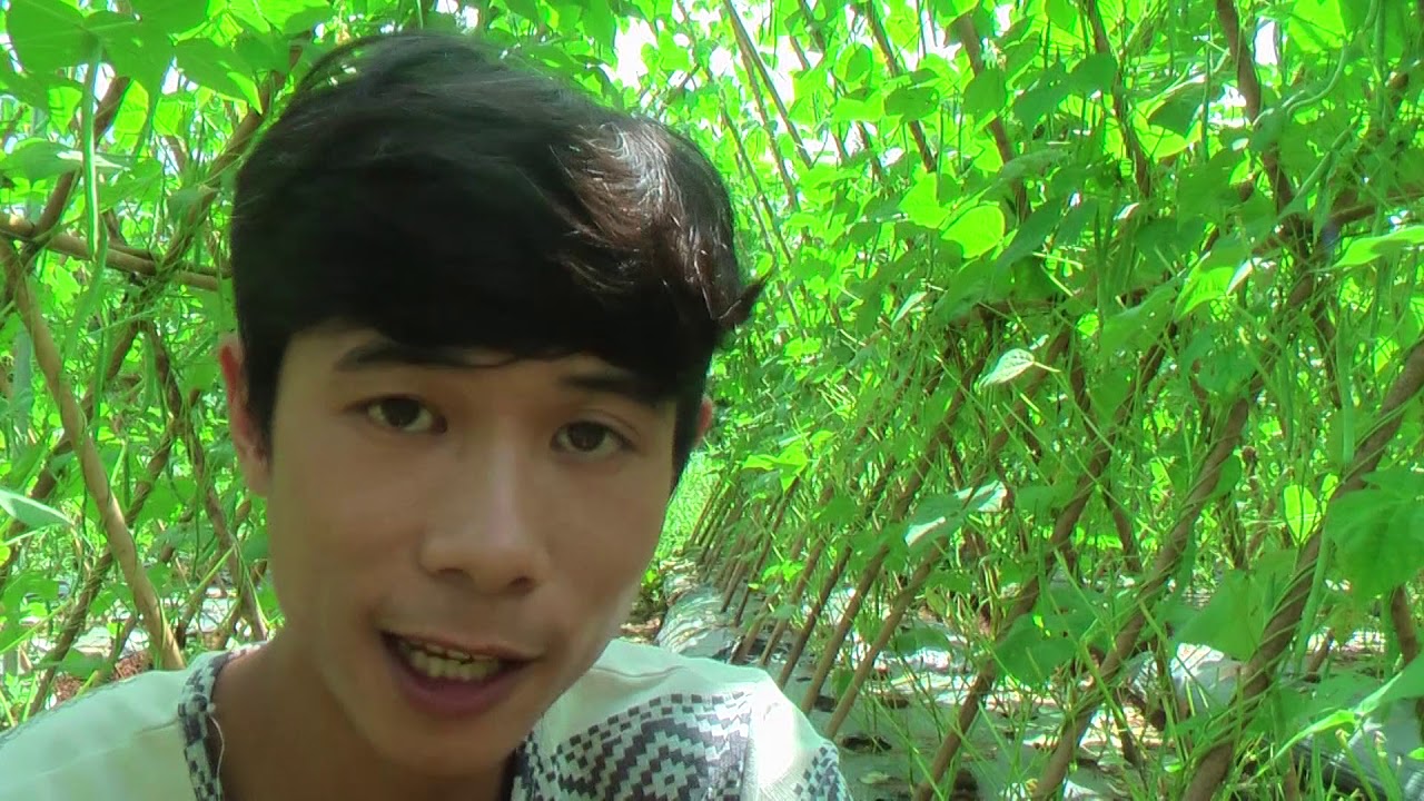 Cách trồng đậu cô ve ( đậu leo ) phần 1