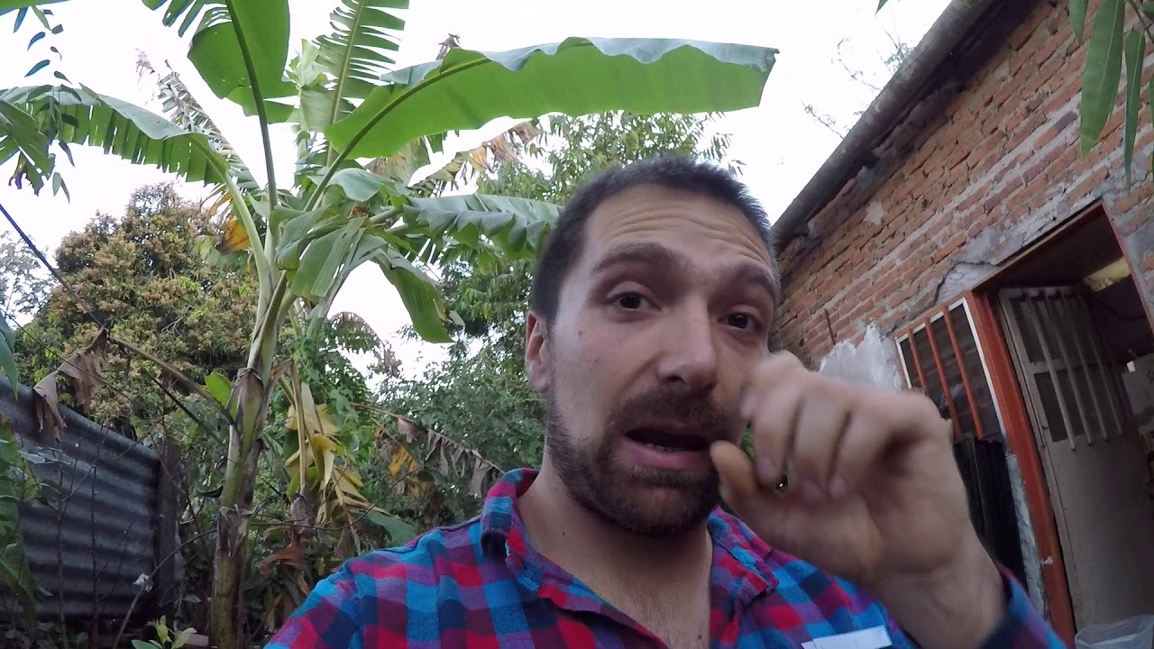 Jabuticaba  Guapuru poda vivero de frutales corrientes capital