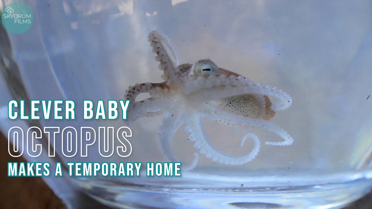 Clever baby octopus makes a temporary home #octopusintelligence