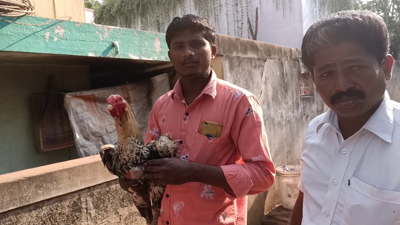 CHAMPION  ASEEL HENCE  OF SHIRU ANNA.ANDHRA PRADESH