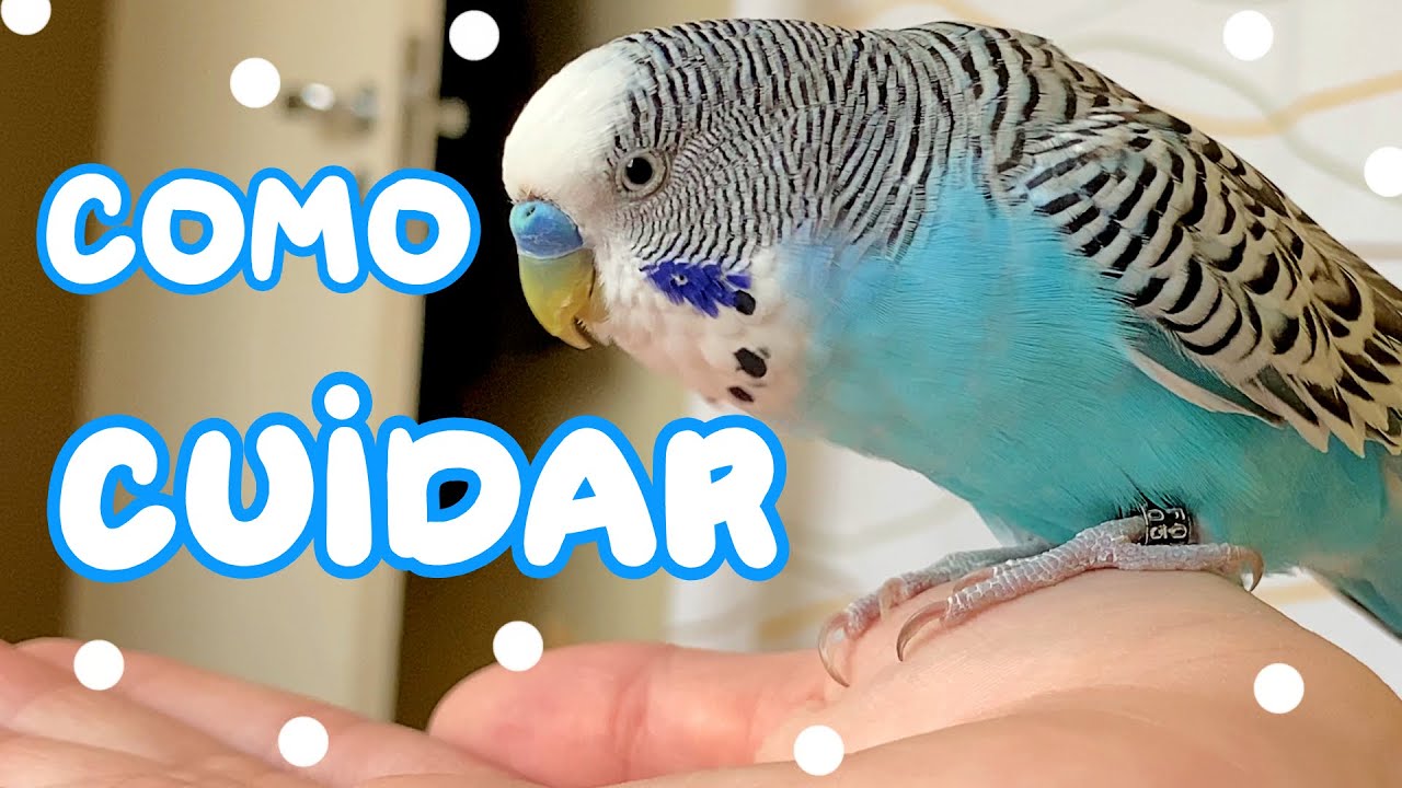 COMO CUIDAR DO SEU PERIQUITO (guia completo para iniciantes!!) - Periquitos Australianos | Batatube