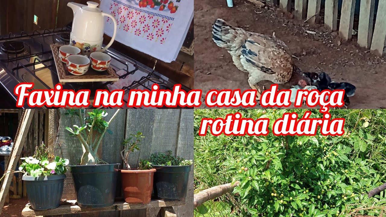 Faxina na minha casinha da roça/lavei roupa mostrei minhas plantas e criação 🥰🥰