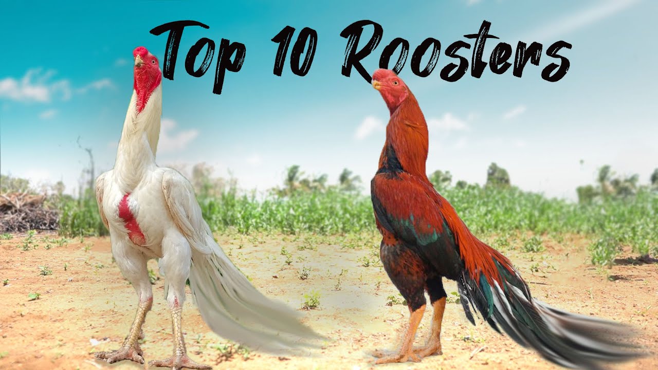 2000 முதல் 2லட்சம் வரை விற்கப்படும் கிளிமூக்கு சேவல்கள் | மூலனூர் மணி | Dharani Raja | Mulanur mani