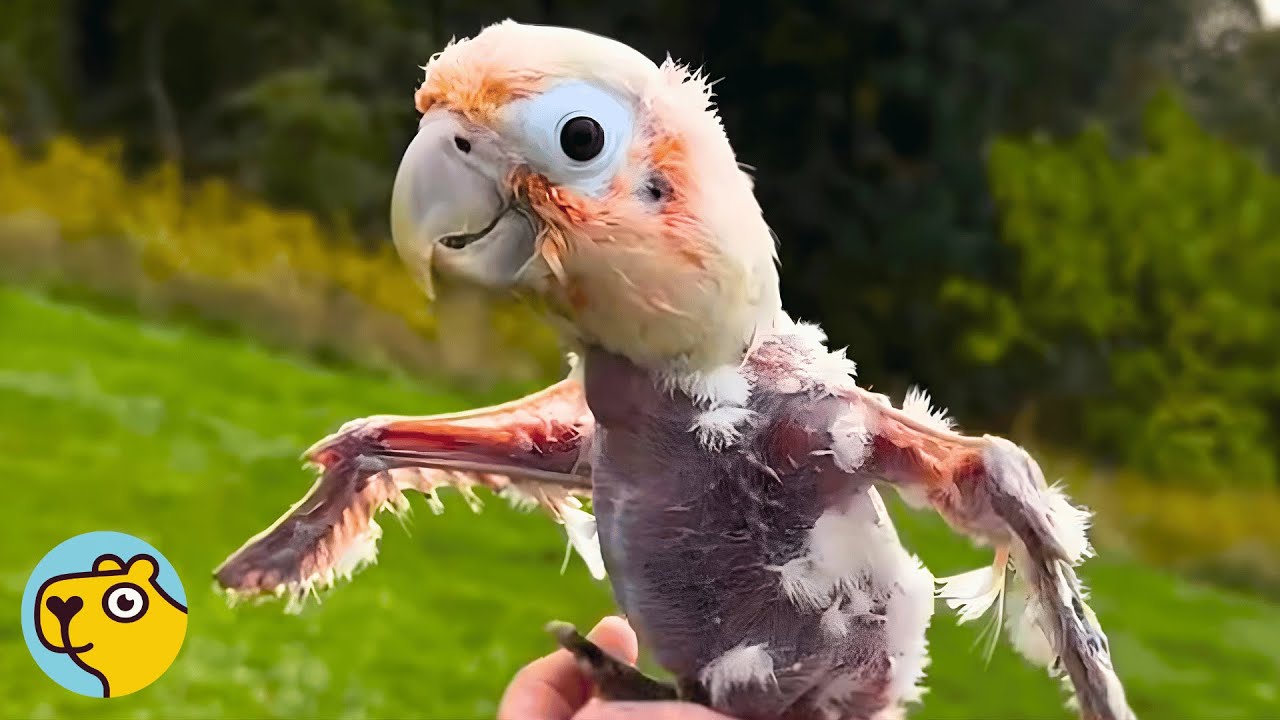 Two Rescued Parrots Heal, Dance, and Discover Joy All Over Again