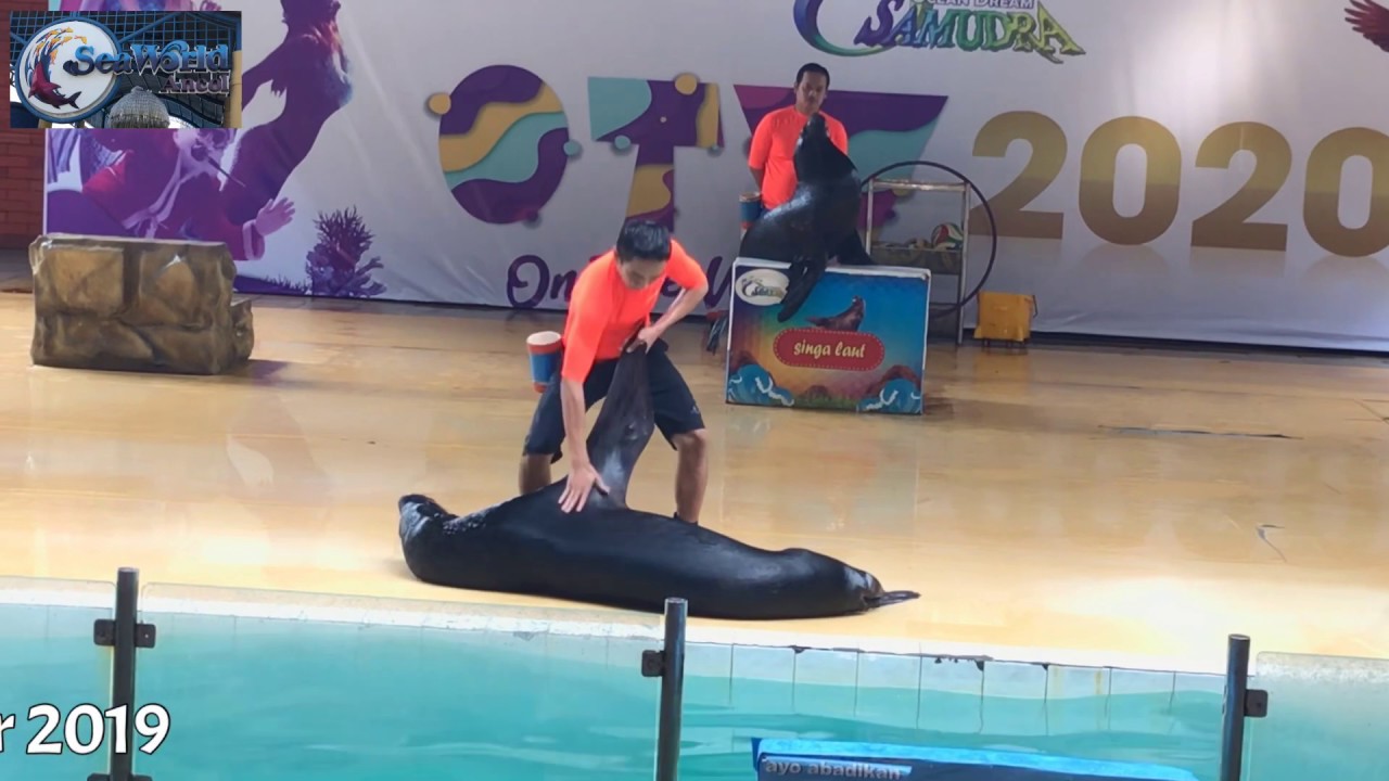 “Singa Laut Show”  Seaword Ancol