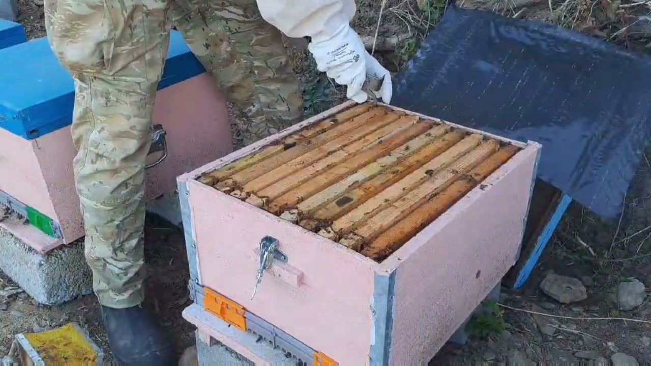 Πώς είναι τα δεκαρια στα θυμάρια (13 Ιουλίου 2025)