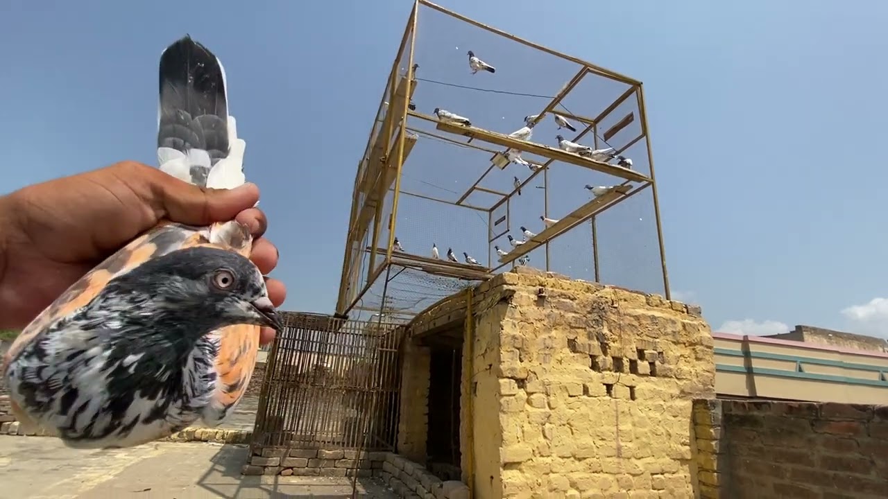 Dosto Kya Kamal Ka Batera Kabootar Pakrra Hai 😍 مالٹا رنگ والا کبوتر 💥