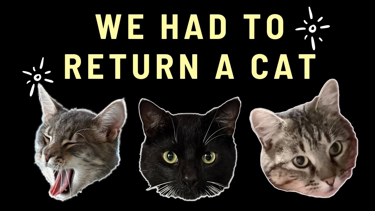 Returning a cat to the shelter