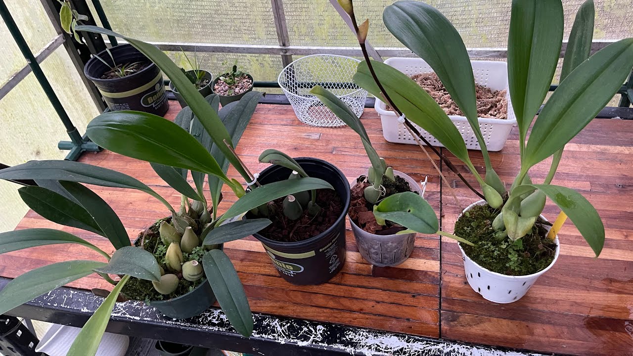 Bulbophyllum Recurvilabre repot..