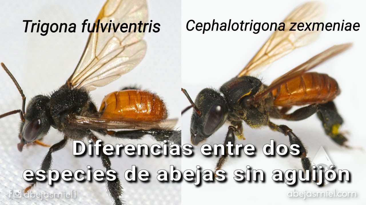 Diferencias entre abejas Cephalotrigona zexmeniae y Trigona fulviventris