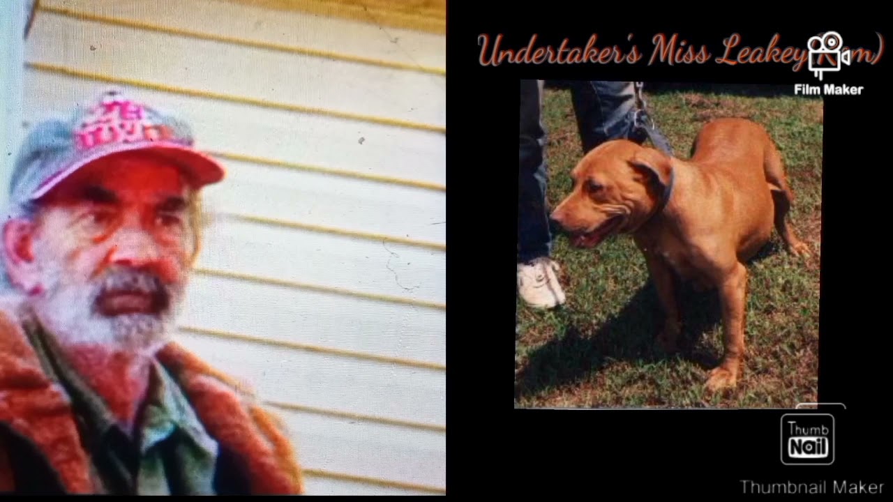 Stp's Gr Ch Buck Dog the History #apbt #gamedogs #history