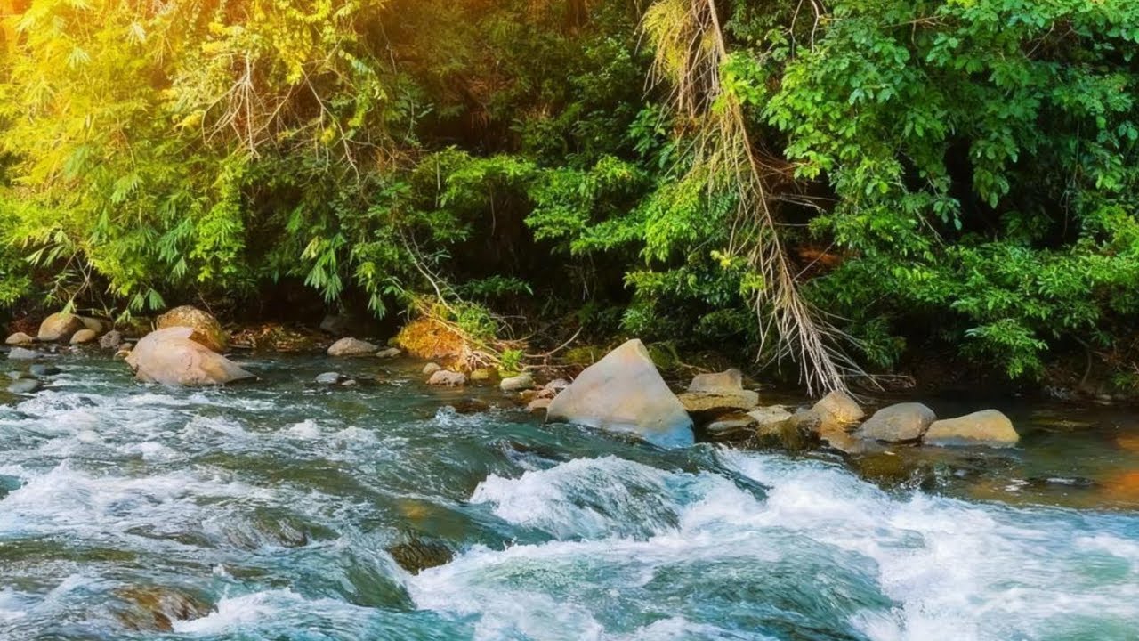 Soothing Forest River Water Sounds 🍃 Relaxing White Noise