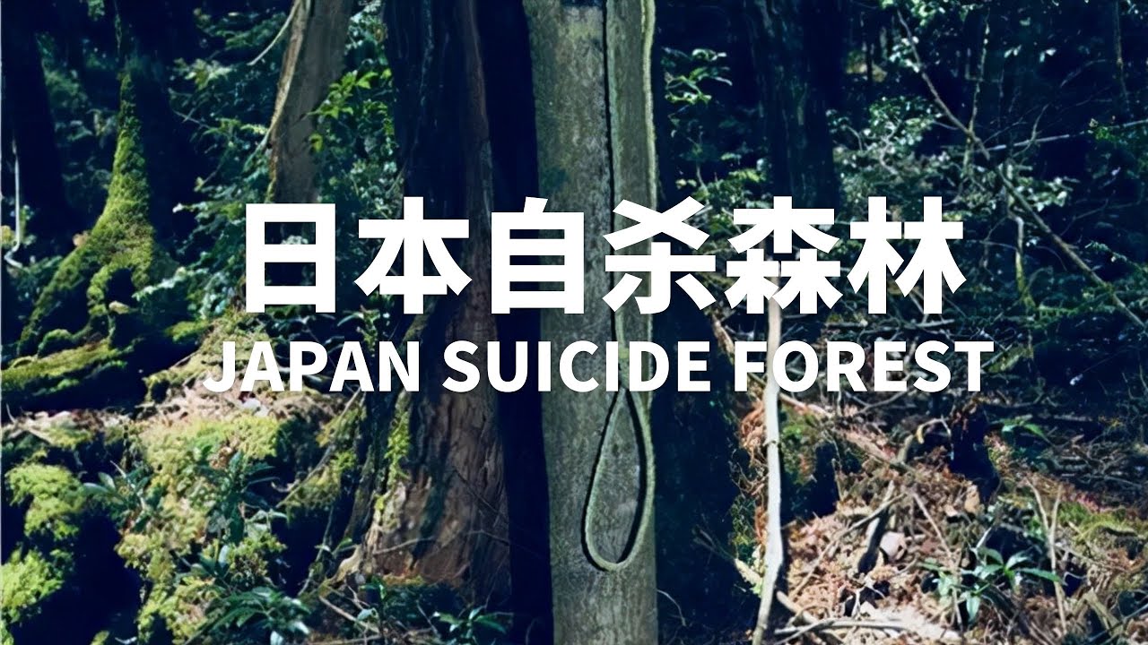 生死迷霧：揭秘日本富士山下的「自殺森林」青木原樹海
