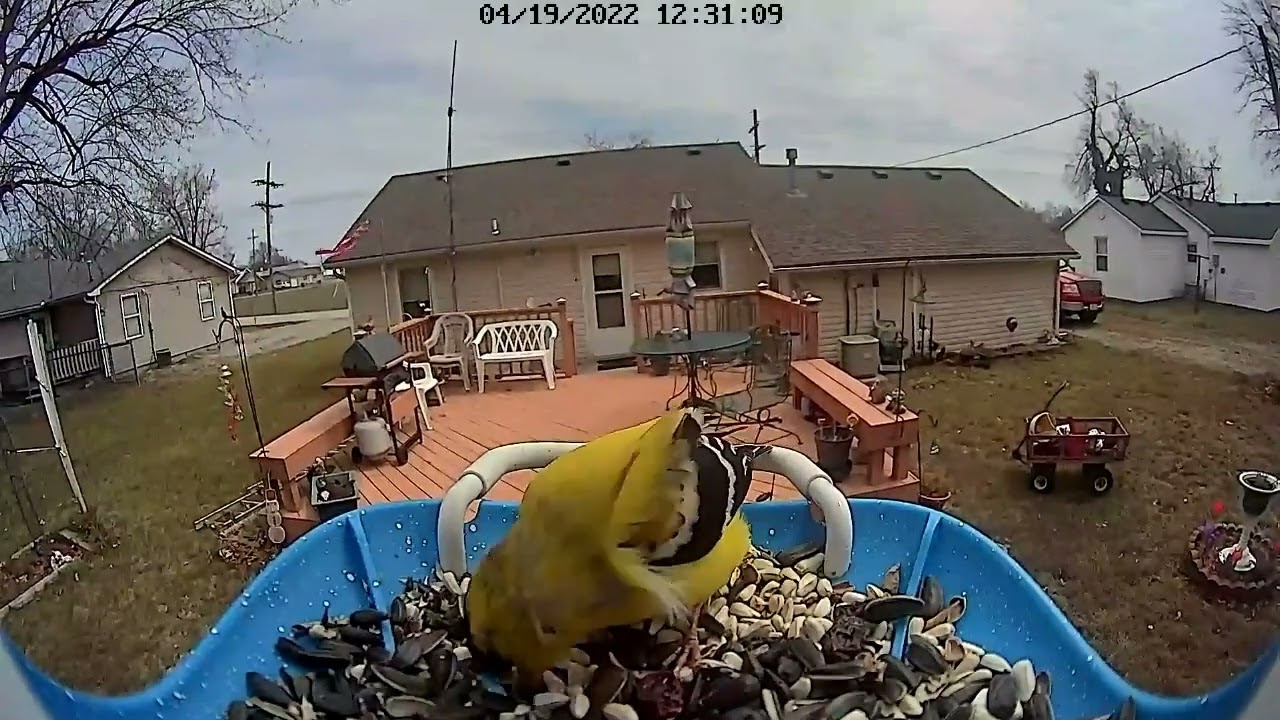 YellowFinch