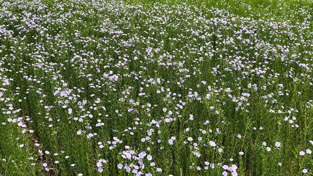 How Flax is transformed into Linen Fabric