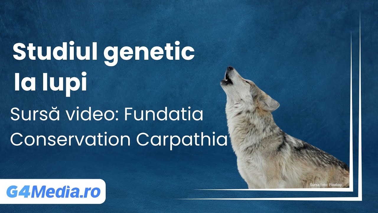 Studiul genetic la lupi Sursă video: Fundatia Conservation Carpathia