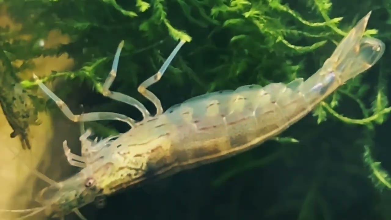 Shrimp 