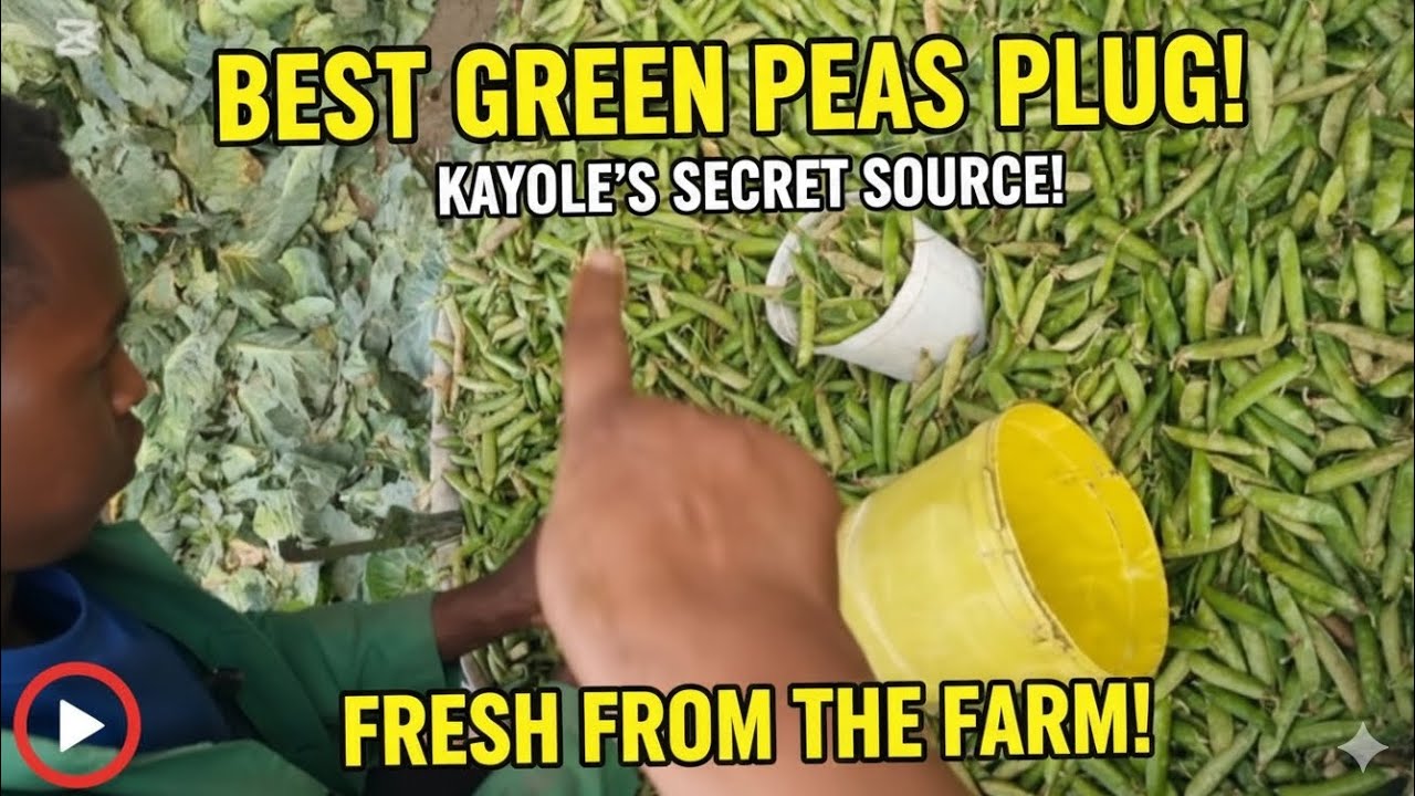 We visited The Best Minji (Green peas) 🫛plug in KAYOLE! Kenya 🇰🇪 