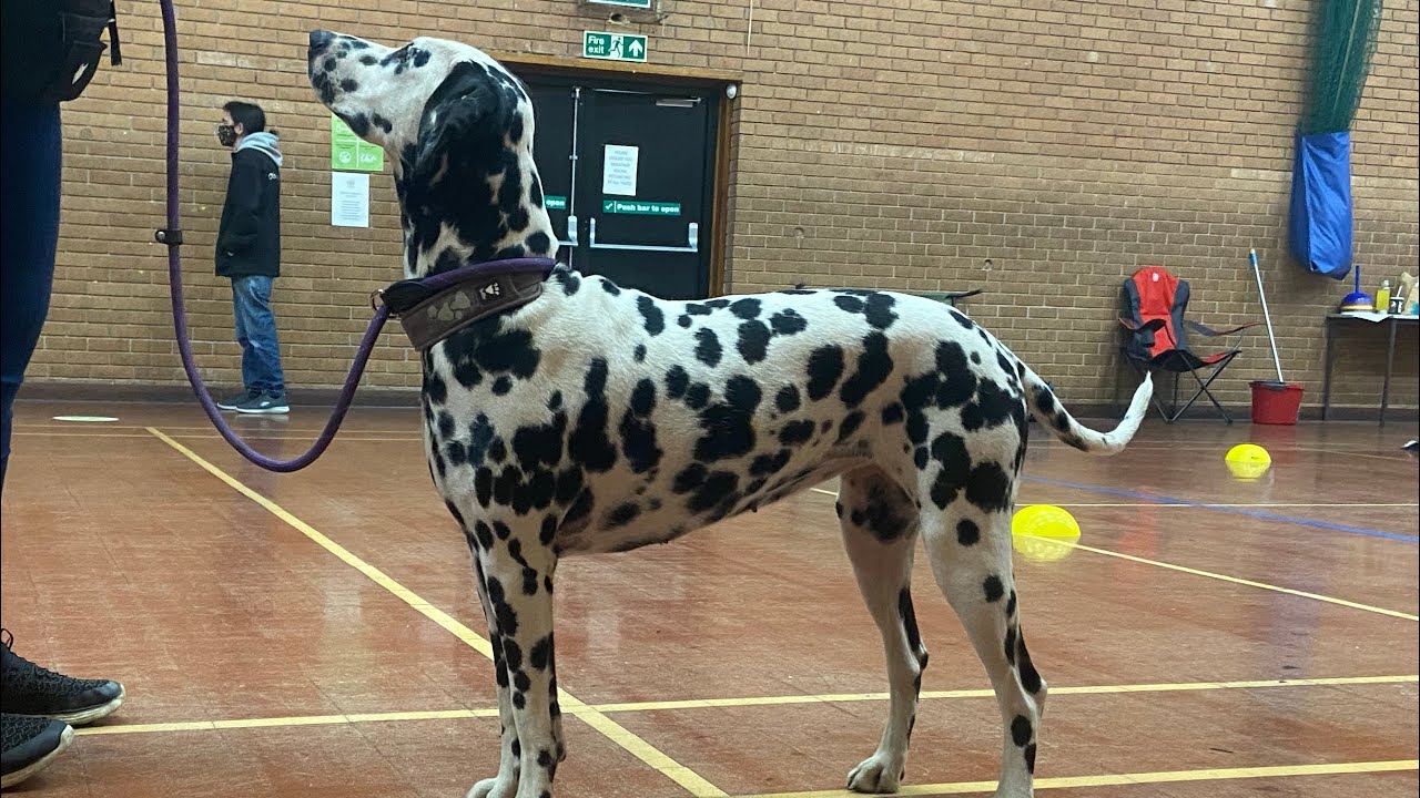 Obedience class with my Dalmatian