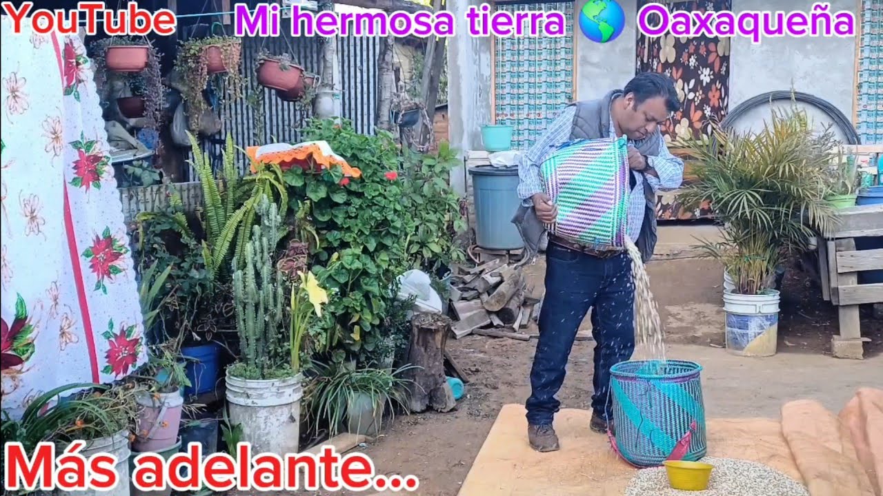 Mis papás aprovechan la luz del día para secar su maíz y así les echo la mano en mi rancho 