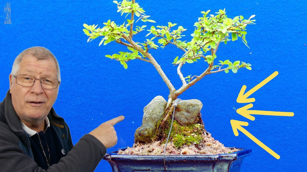 How to Make Better Bonsai | Chinese Elm | Root Over Rock Tips
