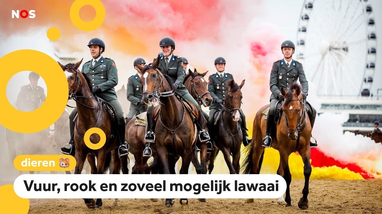 Paarden oefenen voor Prinsjesdag op het strand van Scheveningen