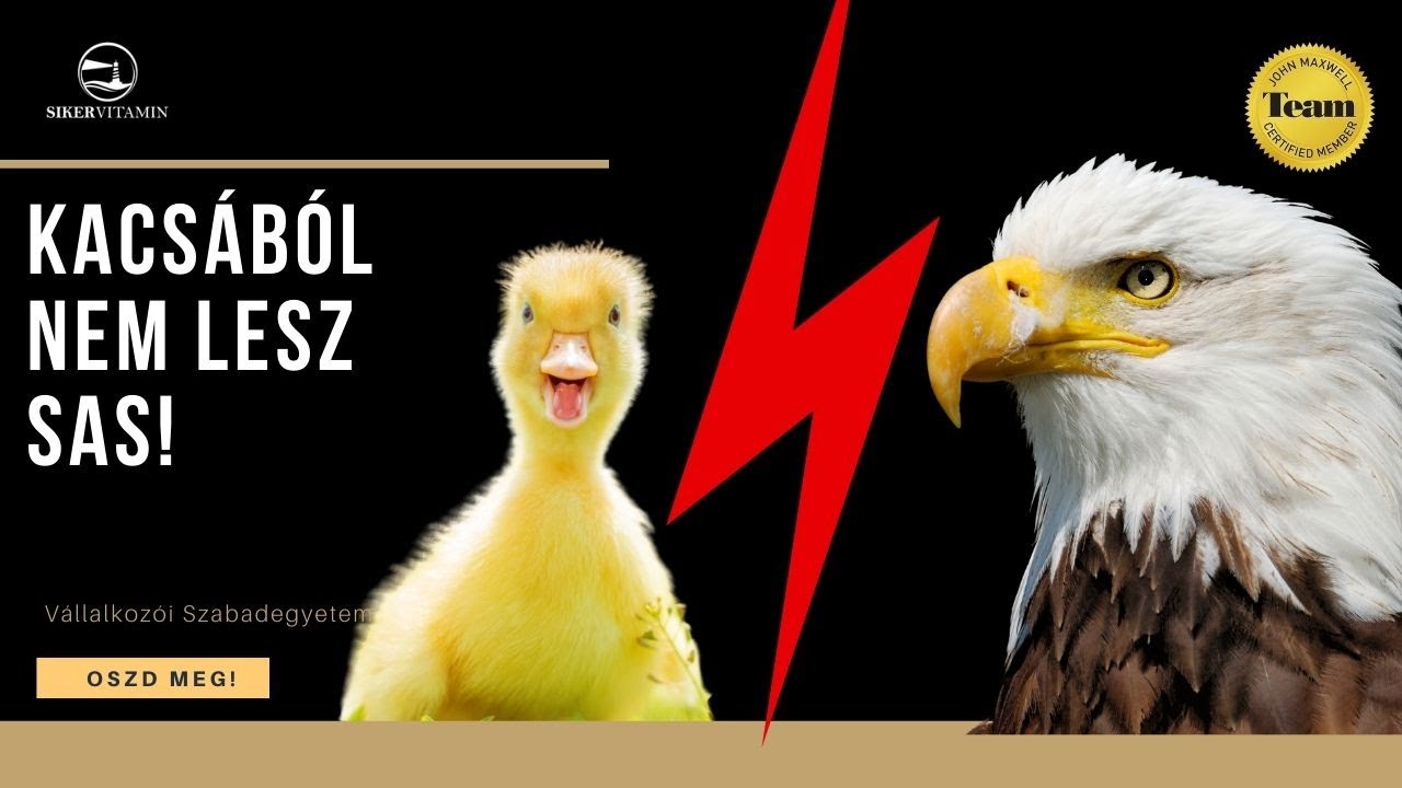🥇 John C. Maxwell magyarul:  A kacsát ne kül a sasneveldébe!