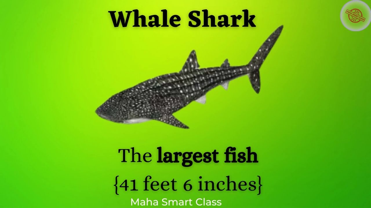 Fish Kingdom - Unique fishes of the world