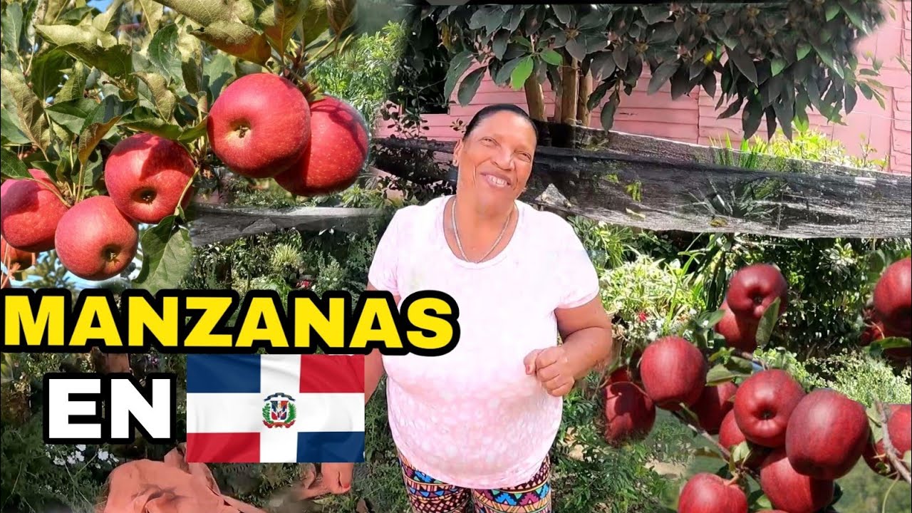 PLANTAS DE MANZANA EN REPÚBLICA DOMINICANA UNA AVENTURA PARADISÍACA