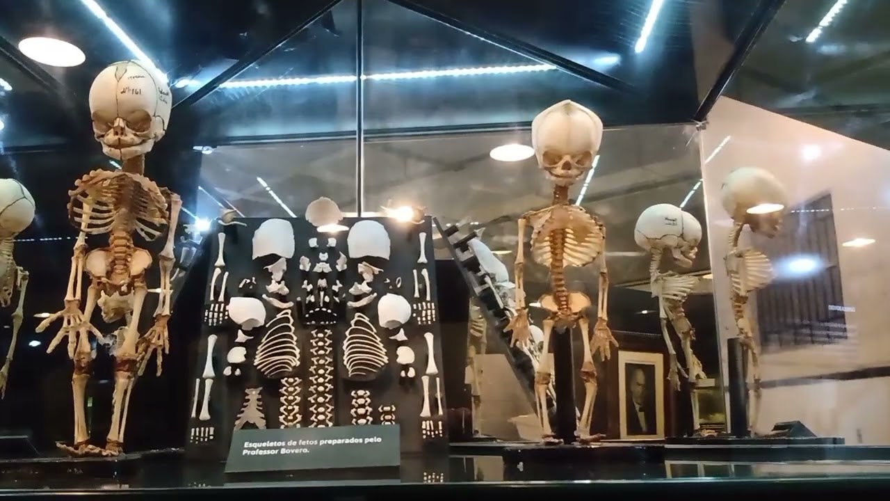 Apresentação do Museu de Anatomia Humana Prof Alfonso Bovero