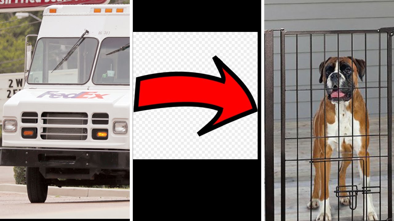 This 2 dogs try to jump over this gate