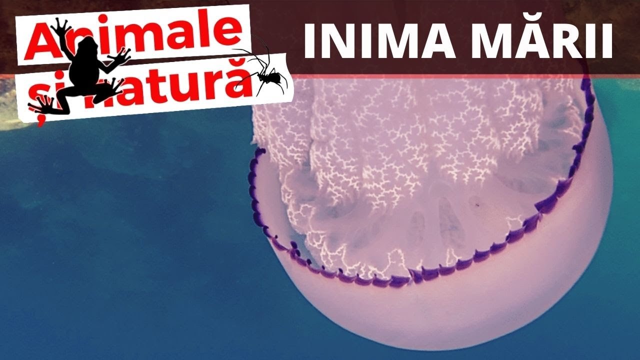 Cea mai mare meduza din Marea Neagra