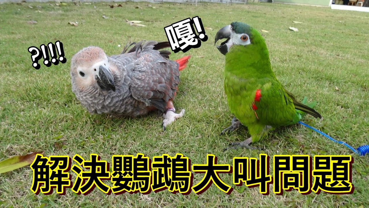 【精鵡瘋雲】【吞雲吐霧】鸚鵡大叫的解決方法！還在擔心被鄰居檢舉嗎？
