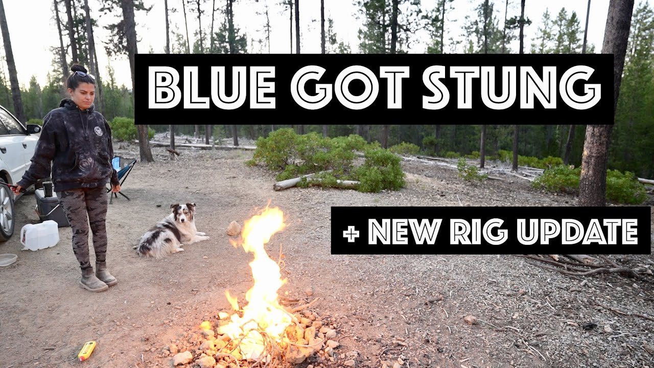 Car Camping With Wasps | Hang Out at Camp With Us