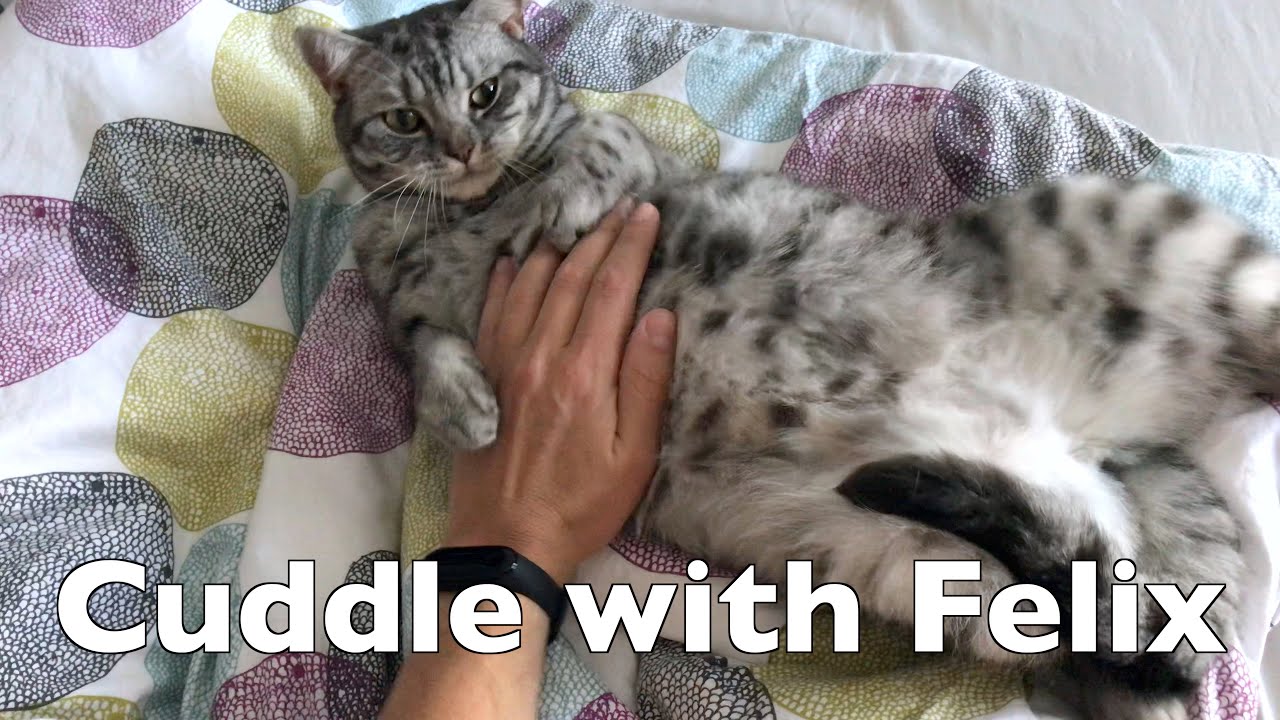 Cuddle with the Cute and Sweet Felix - British Shorthair Cat