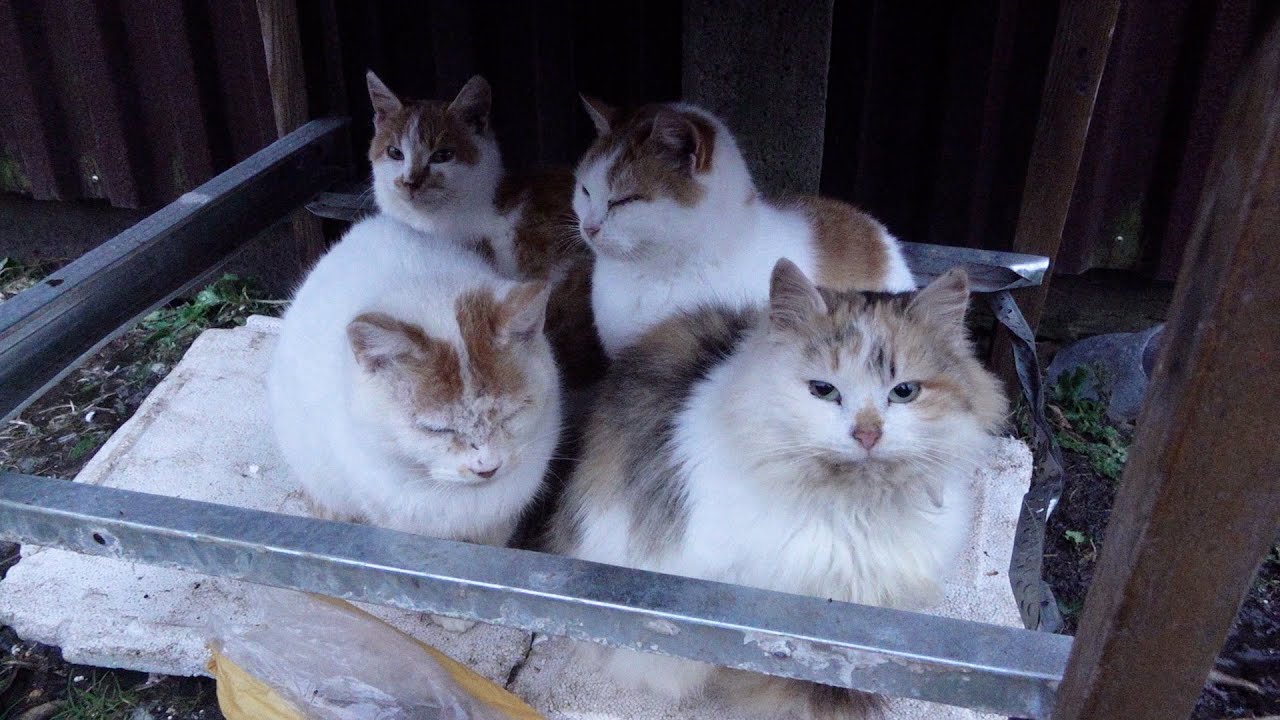 Cats are not afraid of ice