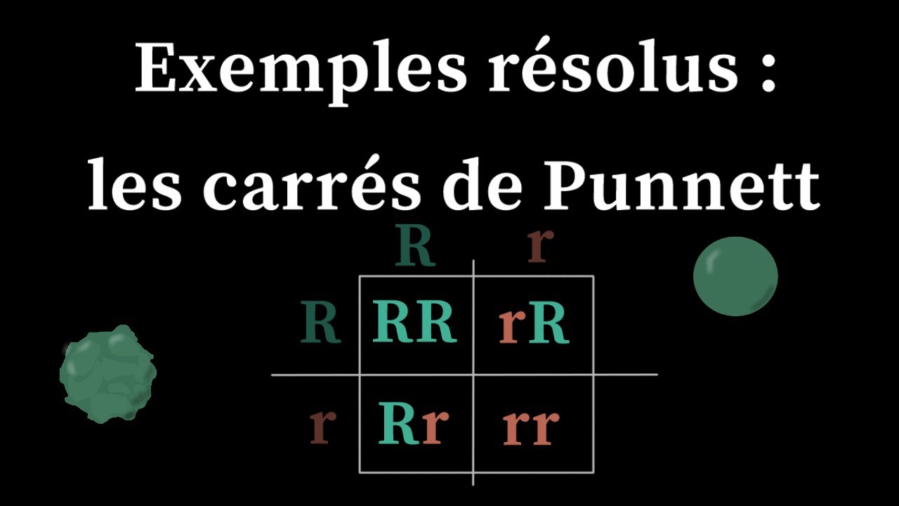 Exemples résolus : les carrés de Punnett
