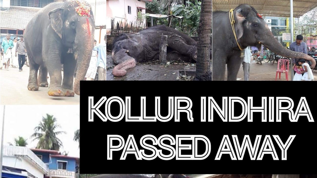 Kollur Mookambika Temple Elephant Indhira Passed Away കൊല്ലൂർ ഇന്ദിരാ ചെരിഞ്ഞു