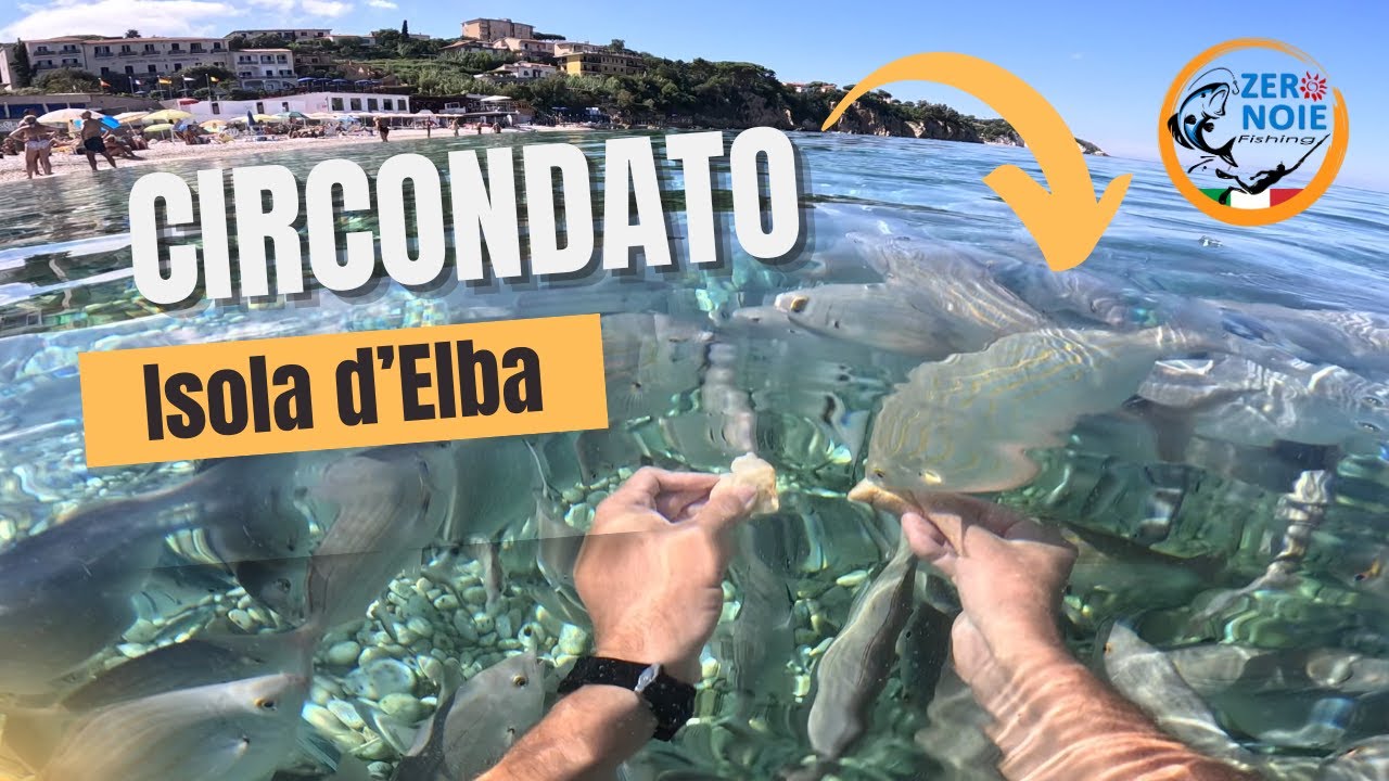 Banco di pesci affamati assaltano i bagnanti nel mare cristallino dell'Isola d'Elba