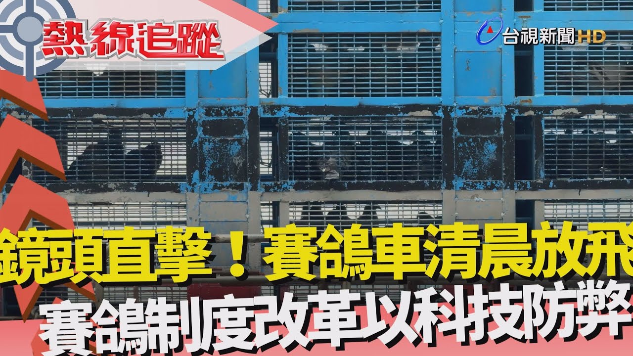 熱線追蹤-鏡頭直擊 賽鴿車清晨放飛