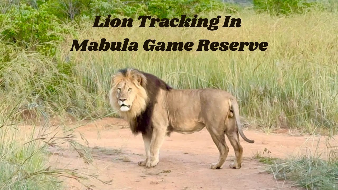 Tracking lions in Mabula Game Reserve with Kingfisher Villa
