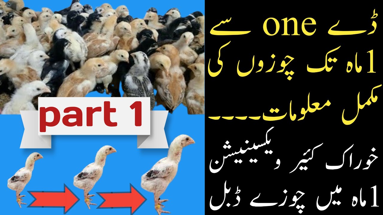 day fast to 1 month aseel chicks Care treatment feed Vaccination  | aseel chicks