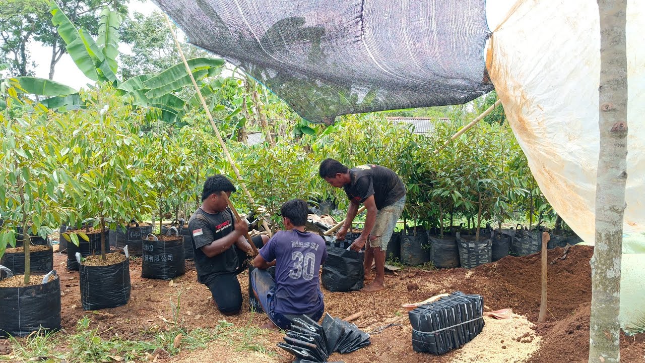 Minggu, 18 Jan 2026 oper planterbek 35*35 ke planterbek jumbo