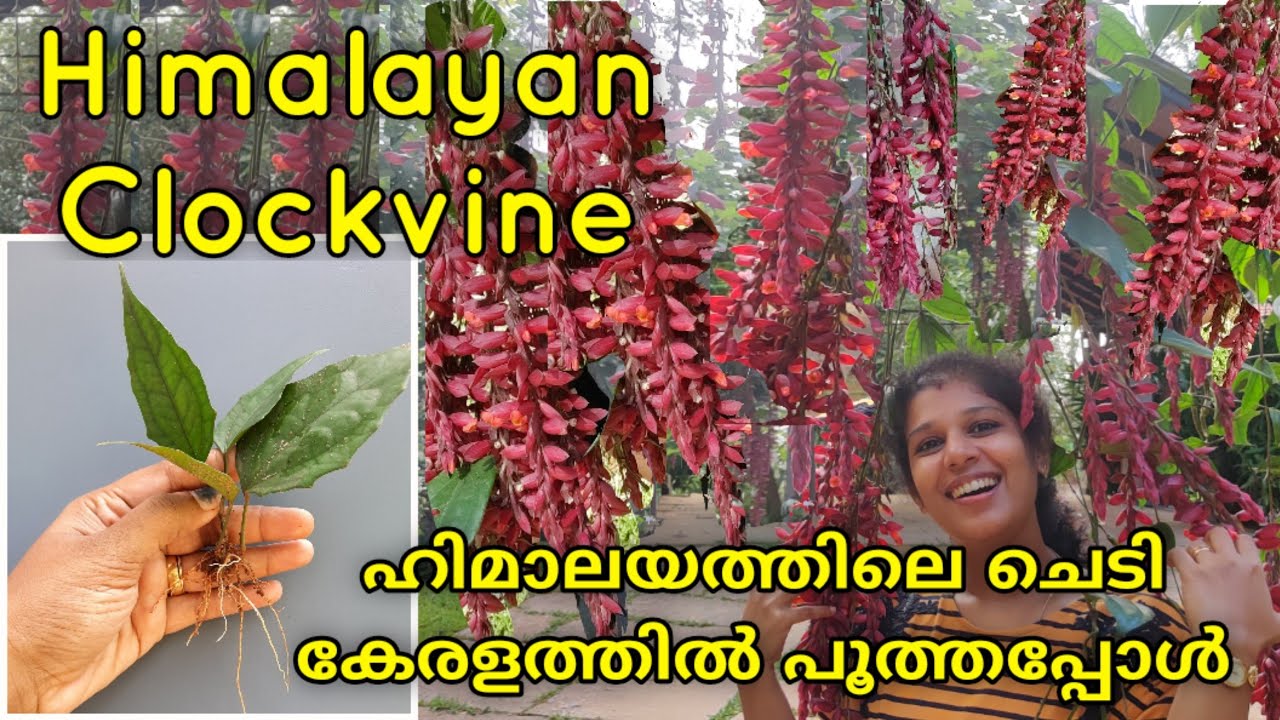 scarlet clock vine || ഹിമാലയത്തിലെ ചെടി പൂത്തപ്പോൾ || shilpazz thattikootu  || gardening malayalam